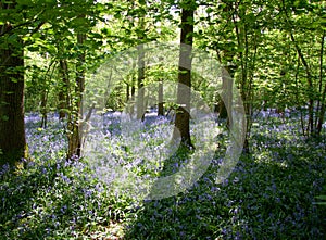 Sun dappled bluebells