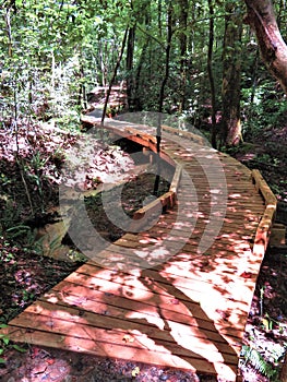 Sun-dappled curved forest boardwalk
