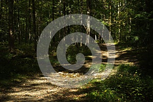 Sun-dappled path in a dark forest