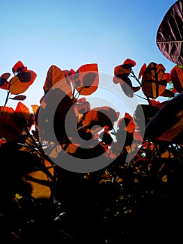 Sun Dappled Red Leaves 2