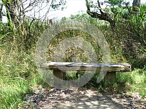 Sun-dappled wooden bench along marsh trail