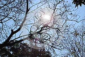 Sun and Dark tree