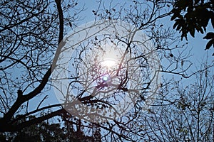 Sun and Dark tree