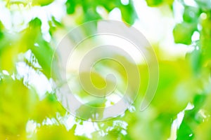 Sun days spring or summer abstract nature blurred backdrop