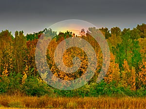 Sun Dog Peeking Over Autumn Leaves