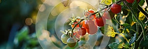 Sun-drenched cherry tomatoes in various stages of ripeness hanging from a lush green plant