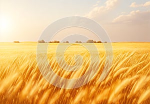 A sun-drenched field of golden wheat, swaying gently in the breeze.