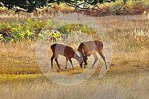 A Tale of Generosity : Red Deer and Fallow Deer Bond in Bushy Park, London photo