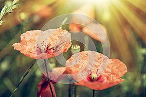 Sun-drenched red poppy