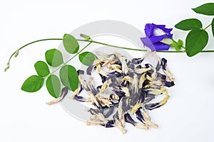 Sun dried butterfly pea or blue pea flowers Clitoria ternatea, Asian pigeonwings with green leaves vine and fresh blue flower on