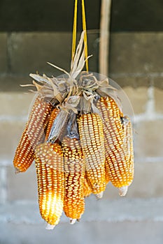 Sun Dried Corn with harsh sunlight that hang from the ceiling in the Akha village of Maejantai on the hill in Chiang Mai, Thailand