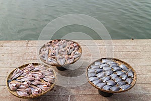 Sun-dried fish made from Channa striata and Trichogaster pectoralis