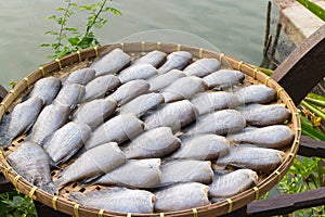 Sun-dried fish made from Trichogaster pectoralis