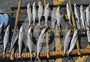 Sun dried fish on the road to used for cooking and sell in the seaside fishing market. Food preservation.