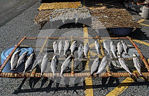 Sun dried fish on the road to used for cooking and sell in the seaside fishing market. Food preservation.
