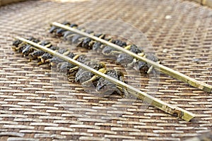 Sun dried green frogs, local food of Thailand