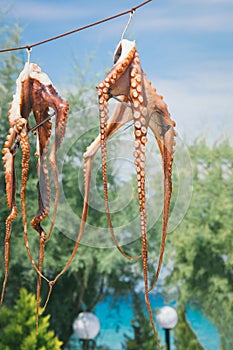 Sun dried octopus