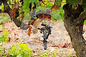 Sun dried ripe red wine grape ready to harvest