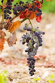 Sun dried ripe red wine grape ready to harvest