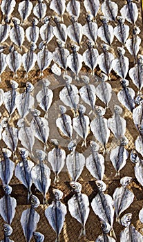 Sun dried Sardines