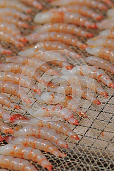 Sun-dried shrimp