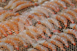 Sun-dried shrimp