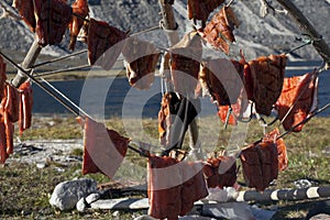 Sun dried slices of salmon.