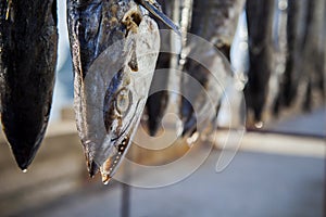 sun dry of mackerels fish in thai fishing village prachuap khiri khan province