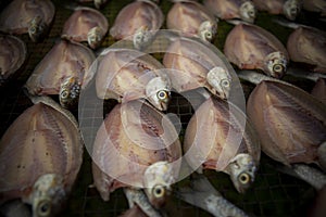 sun dry of mullet fish in prachuap khiri khan southern of thailand
