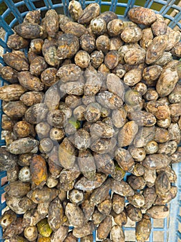 sun drying areca nuts, fruit of the areca palm