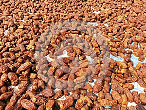 Sun drying of dates date-palm fruit dried date sweet organic food datepalms closeup khajoor  view fechas secas photo photo