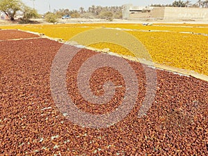 Sun drying of dates date-palm fruit dried date sweet organic food datepalms closeup khajoor  view fechas secas photo photo