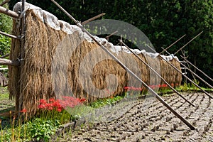 Sun-drying rice stalks with spider lily at Yoysuya Rice Terrace