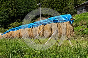 Sun-drying rice stalks at Yoysuya Rice Terrace