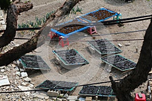 Sun drying seaweed for nori