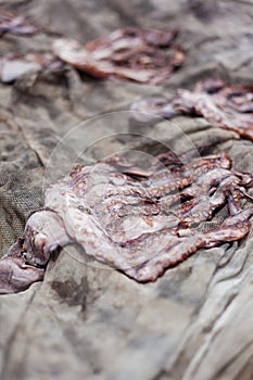 Sun Drying Squid