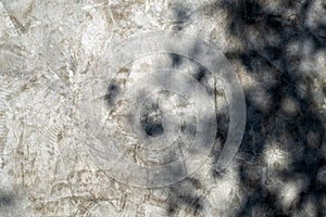 Sun effact made shadow of tree and leaves on the wall