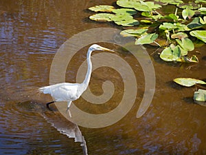 Sun on a Egret