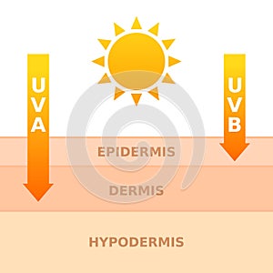 Sun exposure concept. UVA and UVB rays penetrates into dermis and epidermis.