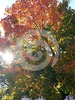 Sun Through Fall Leaves