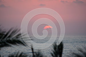 Sun falls for the horizon against the background of palm tree branches