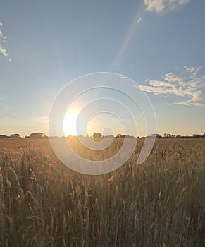 sun, field, natire photo