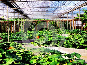 Sun-filled greenhouses