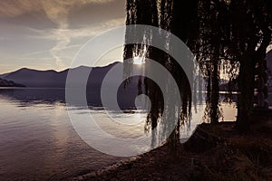 Sun filtering through the branches of a willow on the shore of Lake Lugano
