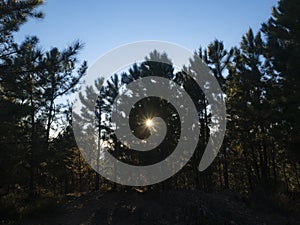 Sun filters through the branches of a pine forest