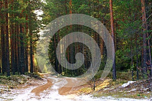 Sun the first snow forest