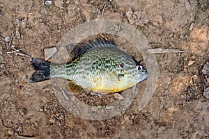 A sun fish Lepomis gibbosus caught.