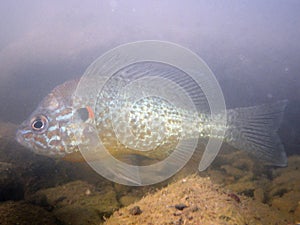 A sun fish underwater in its environment.