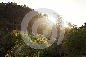 Sun flare through forest at sunset in summer