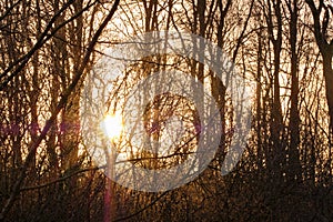 Sun flare through a group of trees in a forest outdoors in nature at sunset. Closeup view of dense woods with sunshine